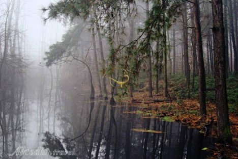 پارک جنگلی سراوان؛ نفس کشیدن در طبیعت ناب